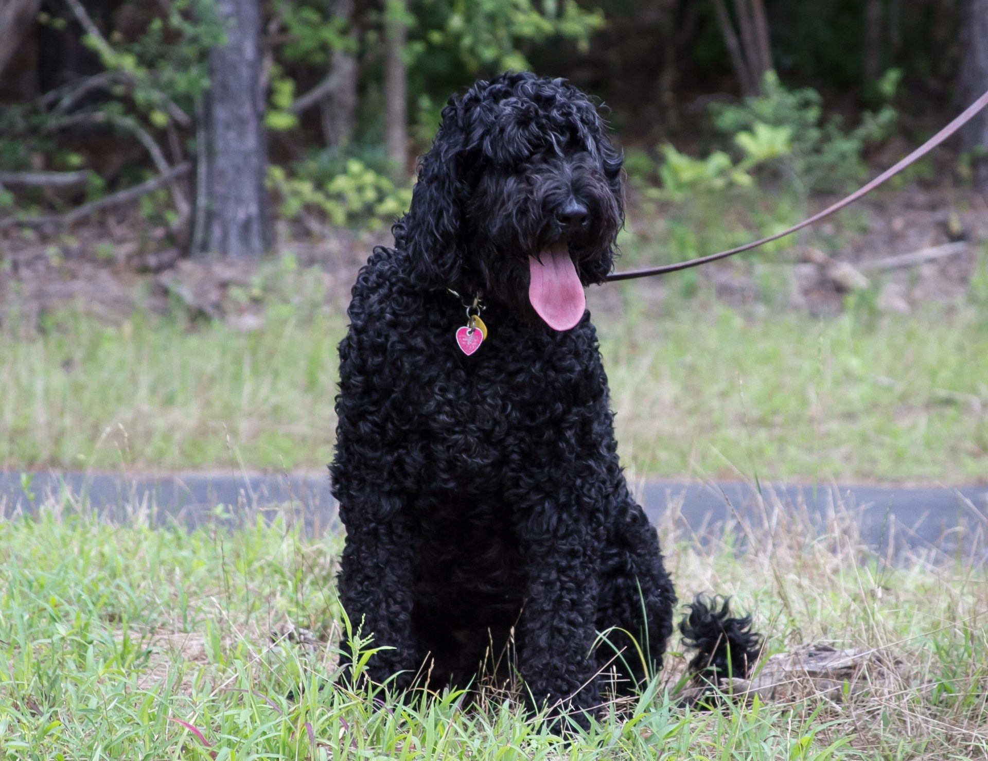 Giant Schnoodle Giant Schnauzer Poodle Mix Info Pictures Care 