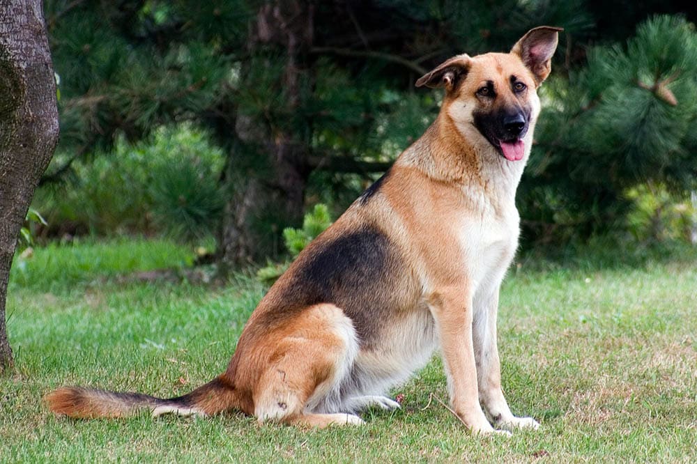 Short-Haired German Shepherd: 10 Interesting Facts, Info & Pictures | Hepper