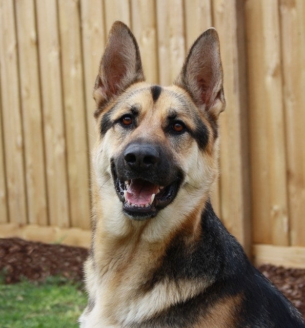 short hair german shepherd