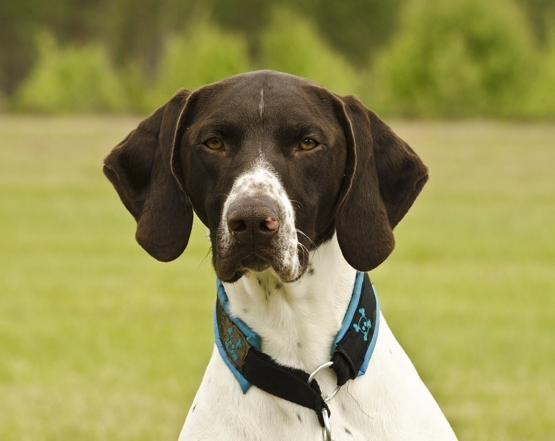 German Shorthaired Lab Dog Breed Info