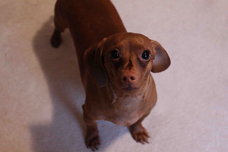 shorthaired dachshund