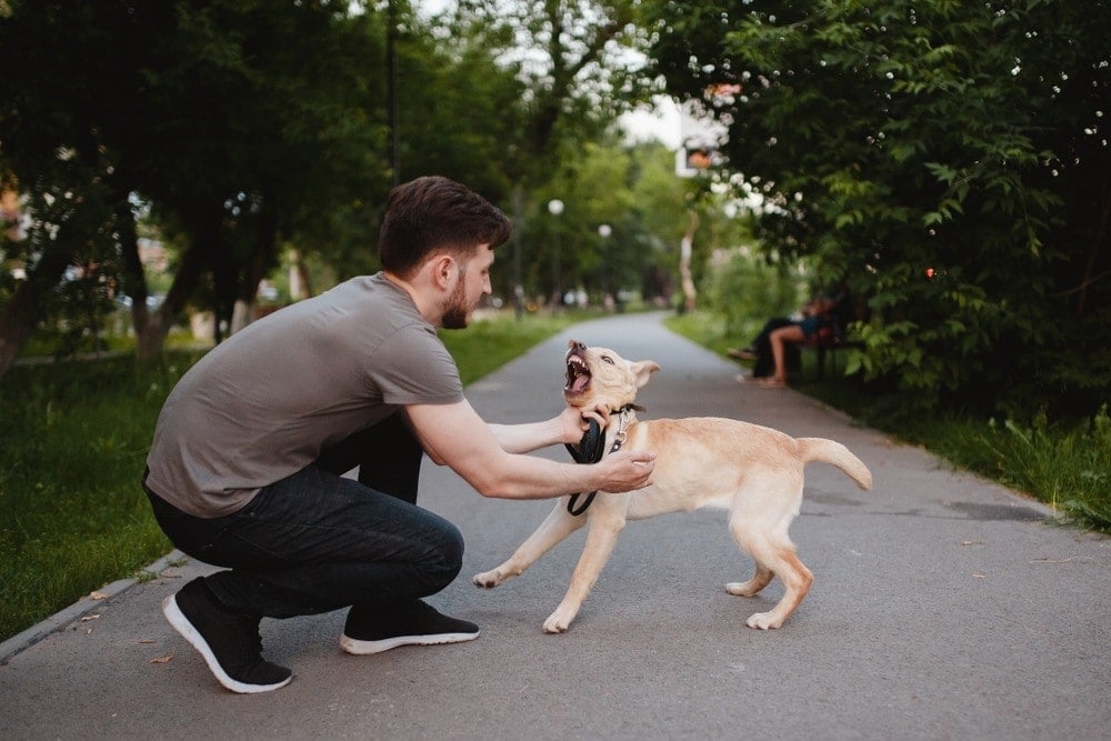 dog trying to bite man