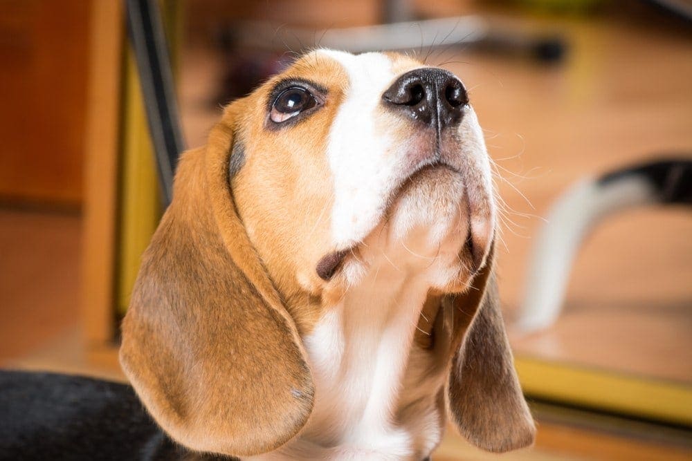 whining dog