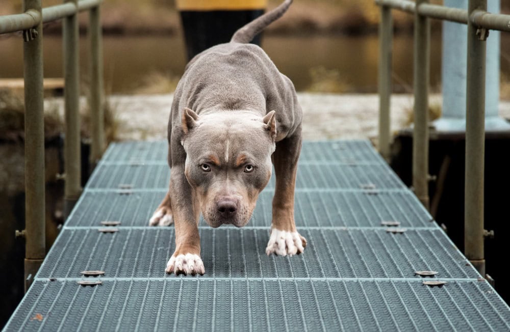 Vælge nederlag ideologi Bullypit (American Bulldog & Pitbull Mix): Info, Pictures, Facts | Hepper