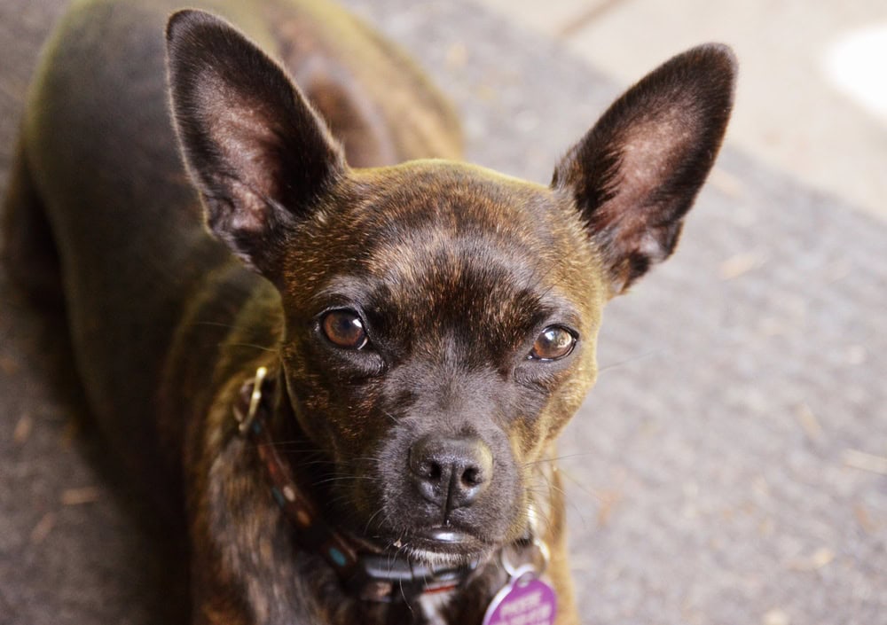 Boston Terrier and Rat Terrier