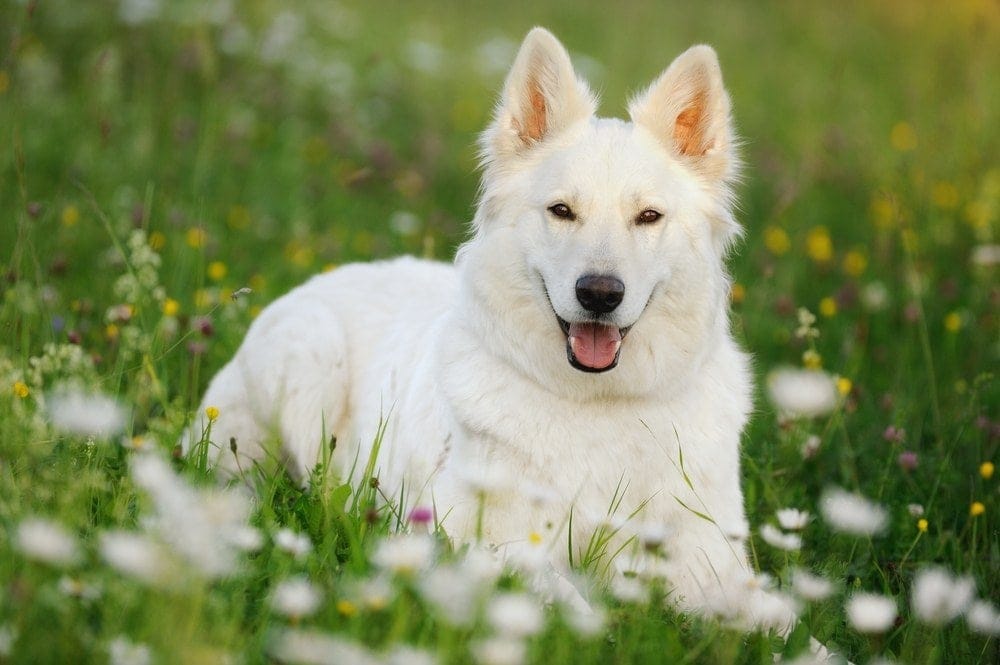 Dogs That Look Like Polar Bears