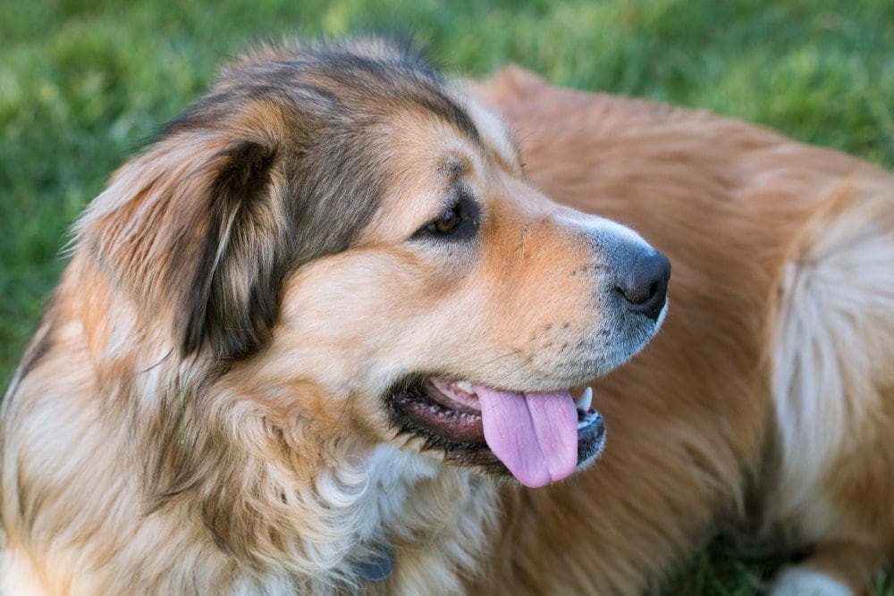 Golden Shepherd