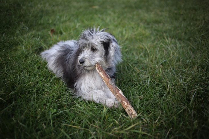 grey and white mini aussiedoodle puppy
