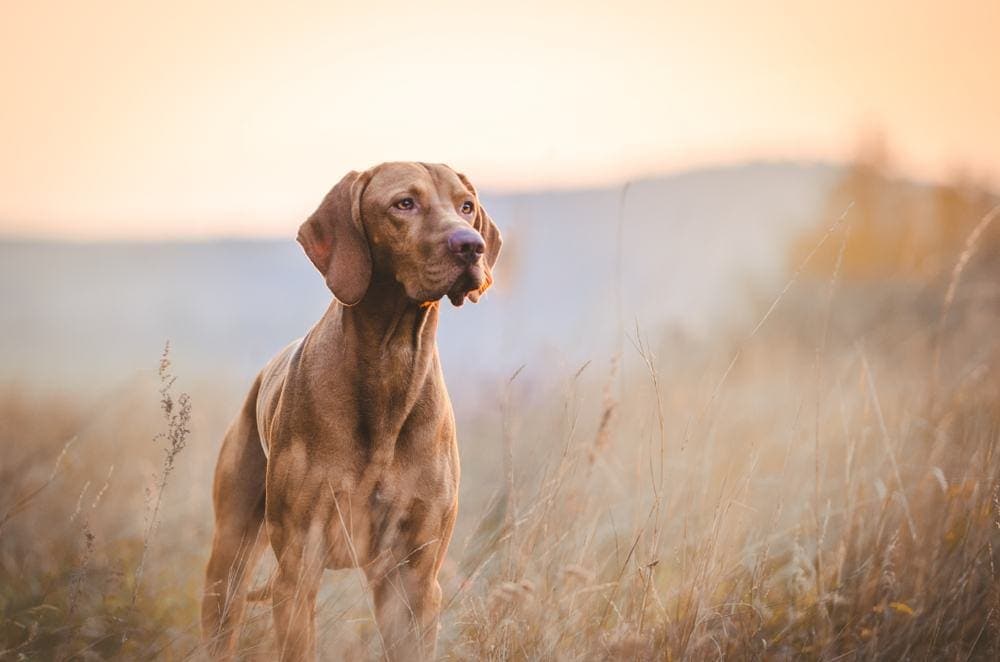 Vizsla standing in long grass at sunrise