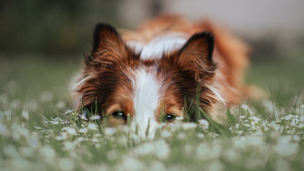 Border Collie Appearance: Coat, Colors & Ears - Showsight