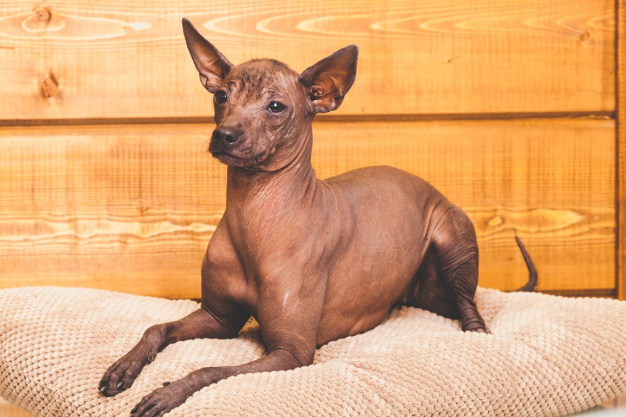 5 Mexican Dog Breeds An Overview With Info Pictures Hepper