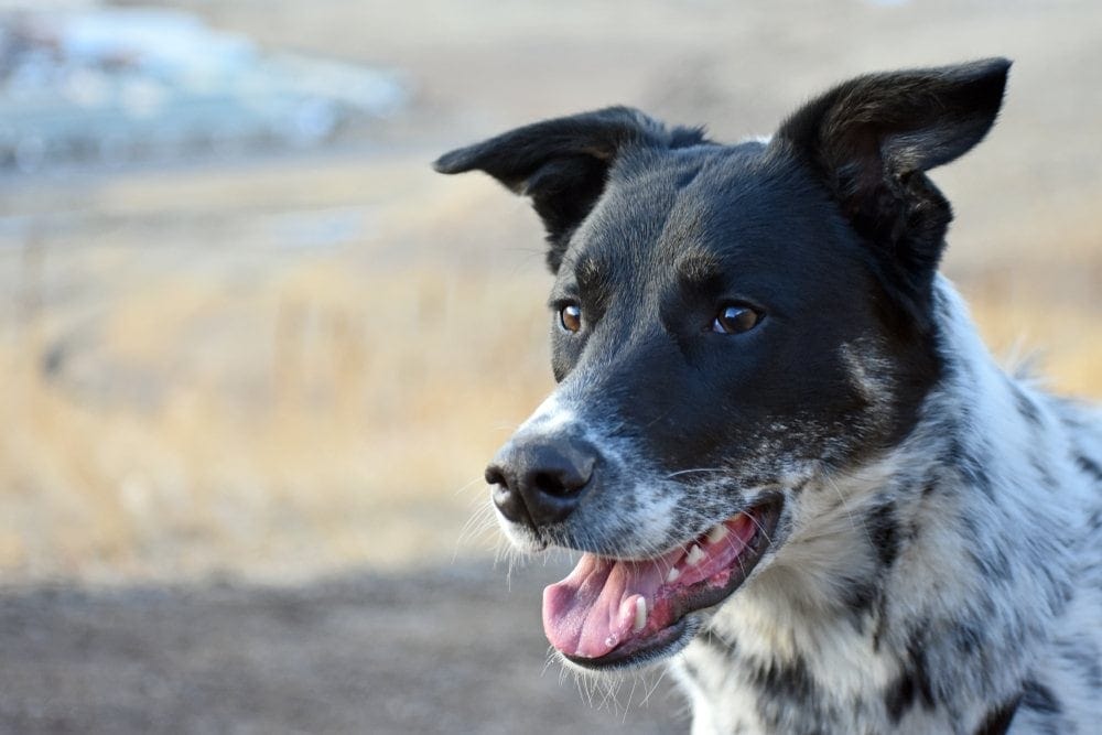 labraheeler dog