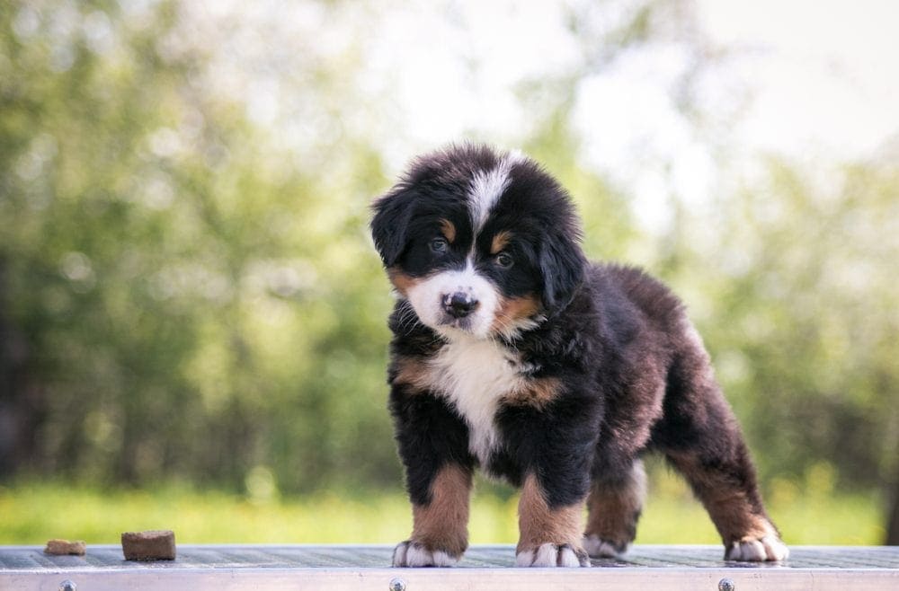 bernese mountain dog puppy