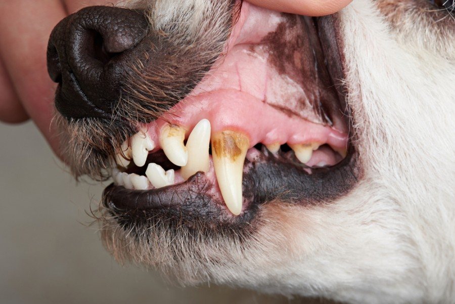 dog teeth