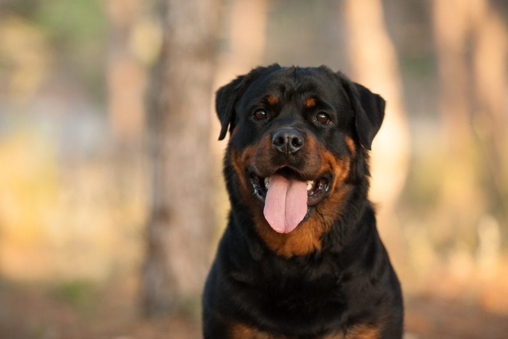 rottweiler with tounge out