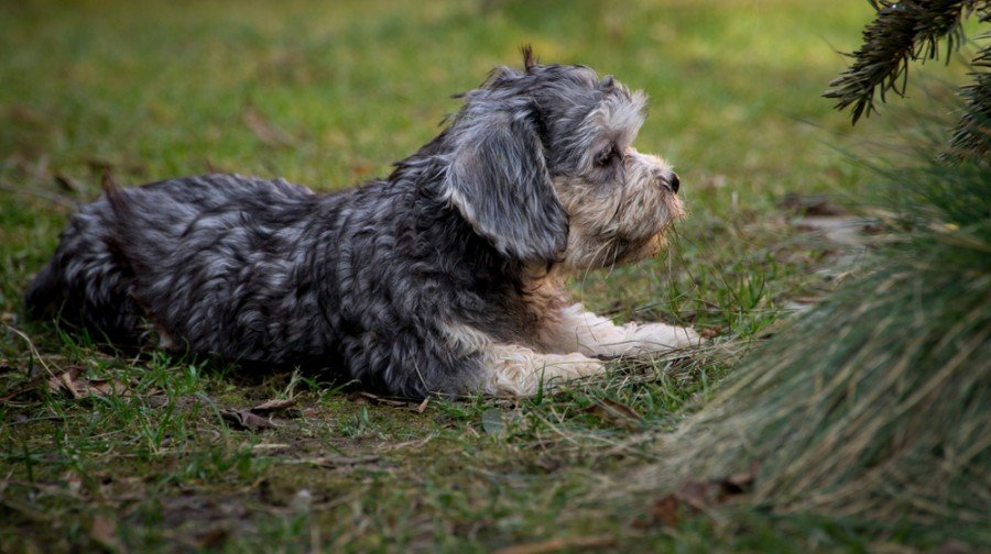 Dandie Dinmont Terrier Dog Breed Info Pictures Personality
