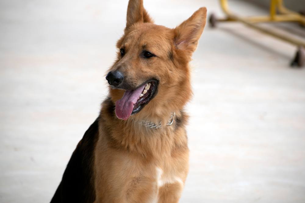 Golden Shepherd (German Shepherd & Retriever Mix): Info, Pictures, Puppies, Traits & Facts | Hepper