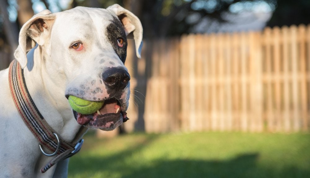 great danebull playing fetch