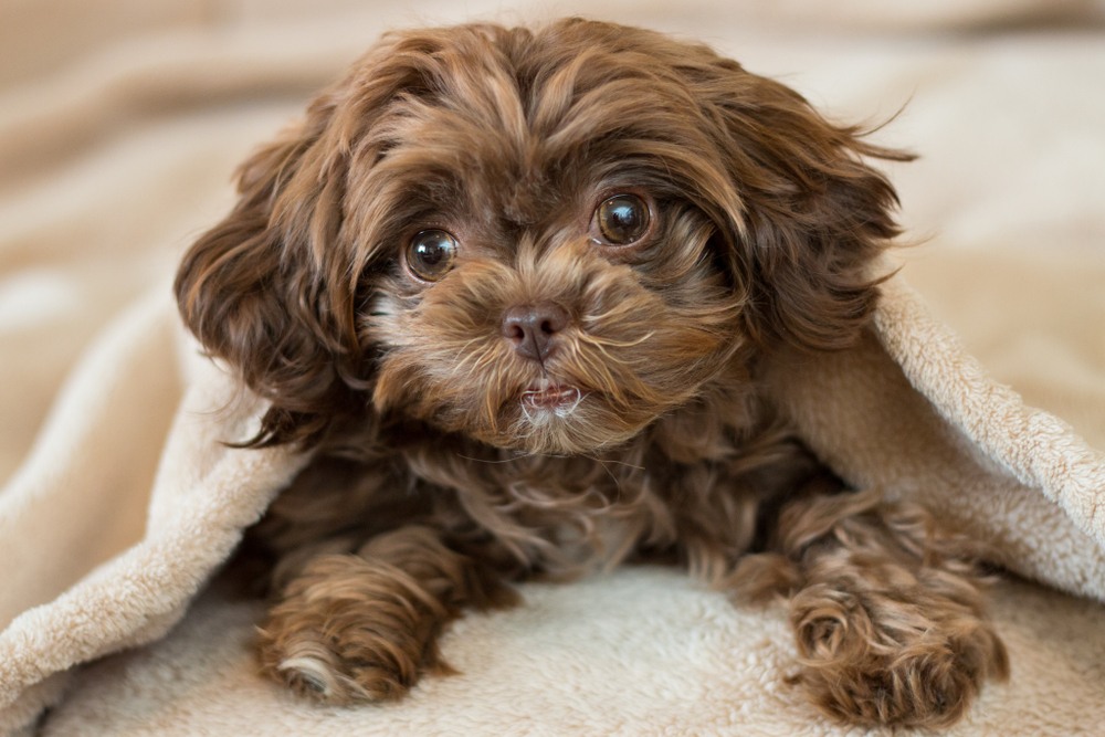Shih-Poo (Shih-Tzu & Poodle Mix) Info, Pictures, Facts ...