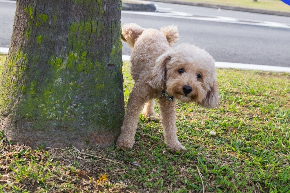 male poodle peeing