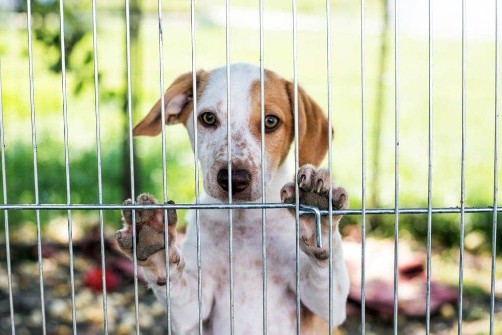 dog in shelter