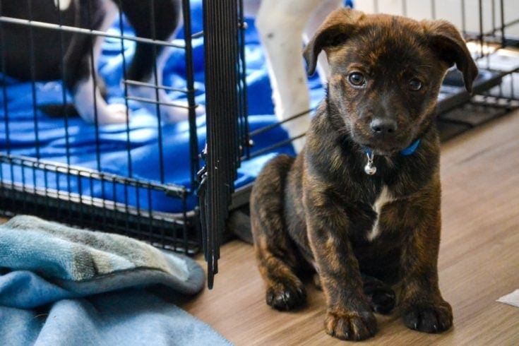 dog crate