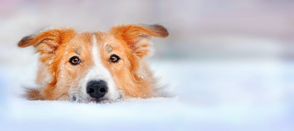 Golden Border Retriever