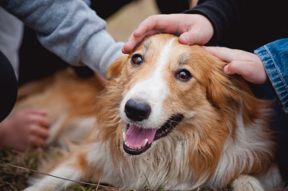 Golden Border Retriever