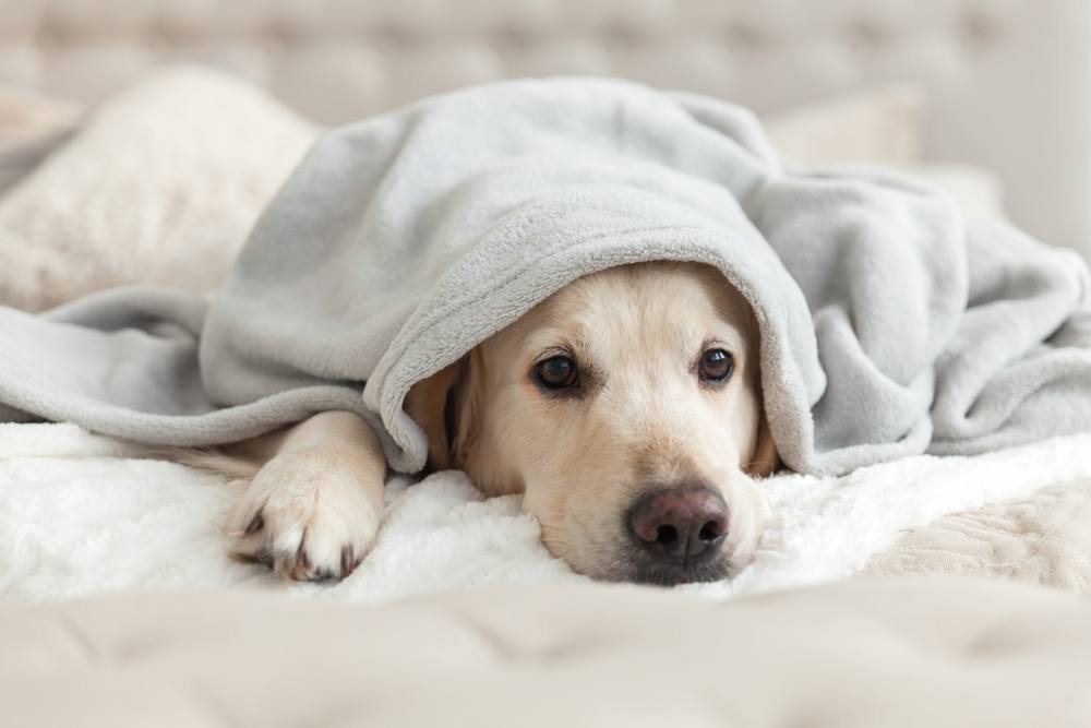golden retriever under blanket