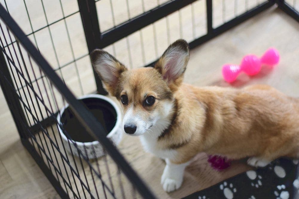 puppy in crate