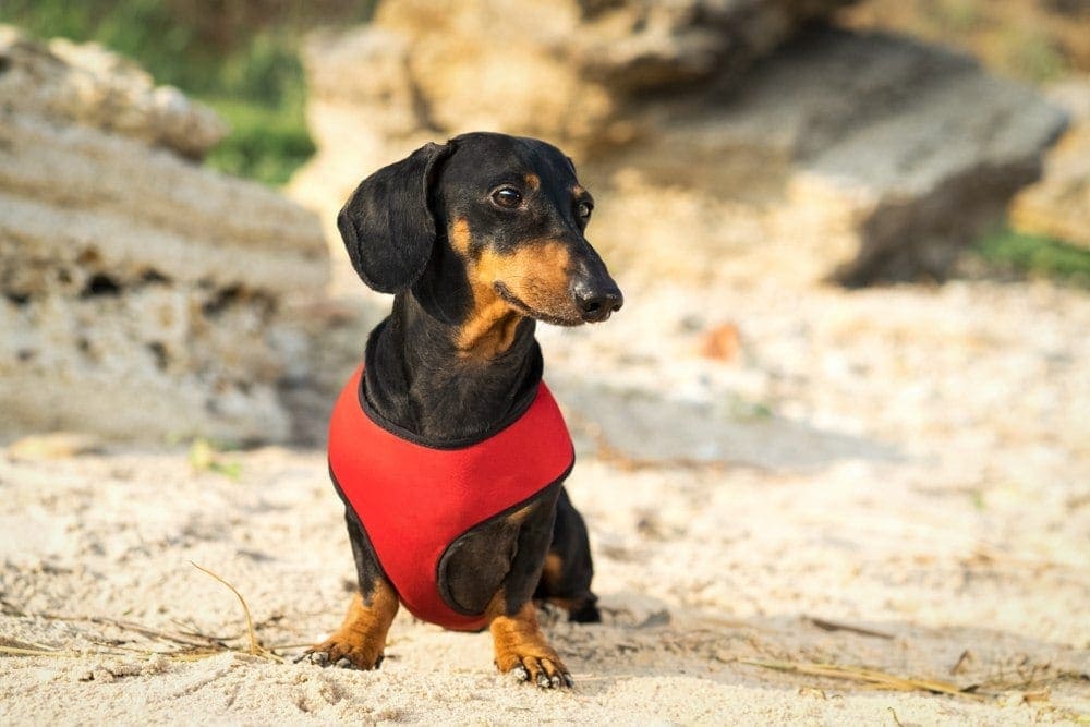 dachshund in red harness