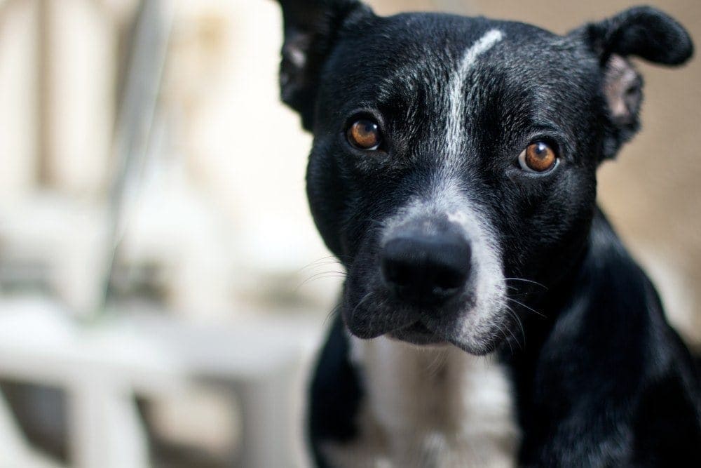 Border Collie Pit (Border Collie & Pitbull Mix): Info, Pictures, Facts |  Hepper