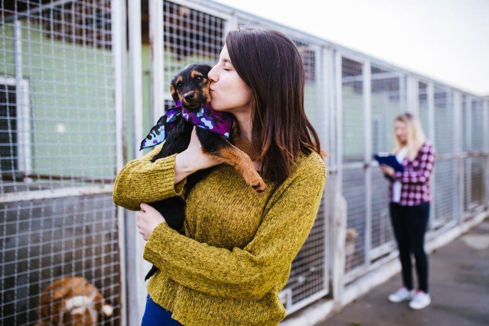 dog in shelter