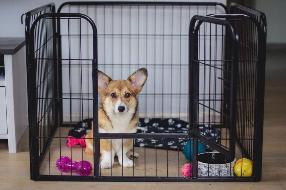 what does dogs in the crate mean