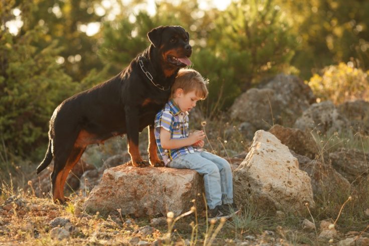 rottweiler sitting with little boy