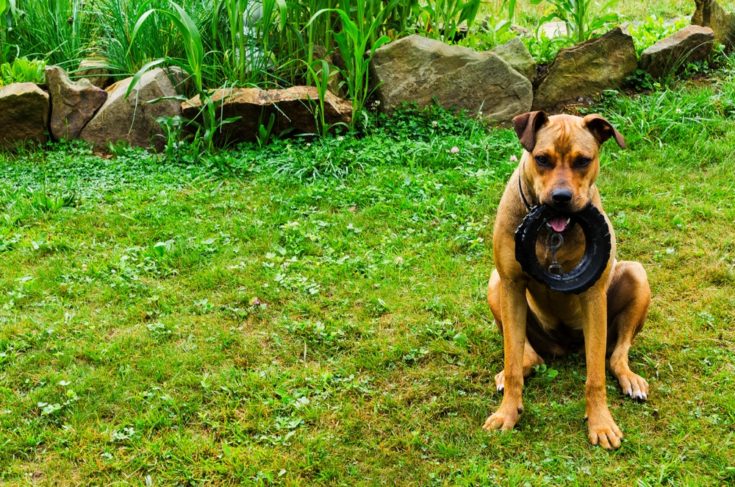 Boxweiler (Rottweiler & Boxer Mix): Info, Characteristics & Facts