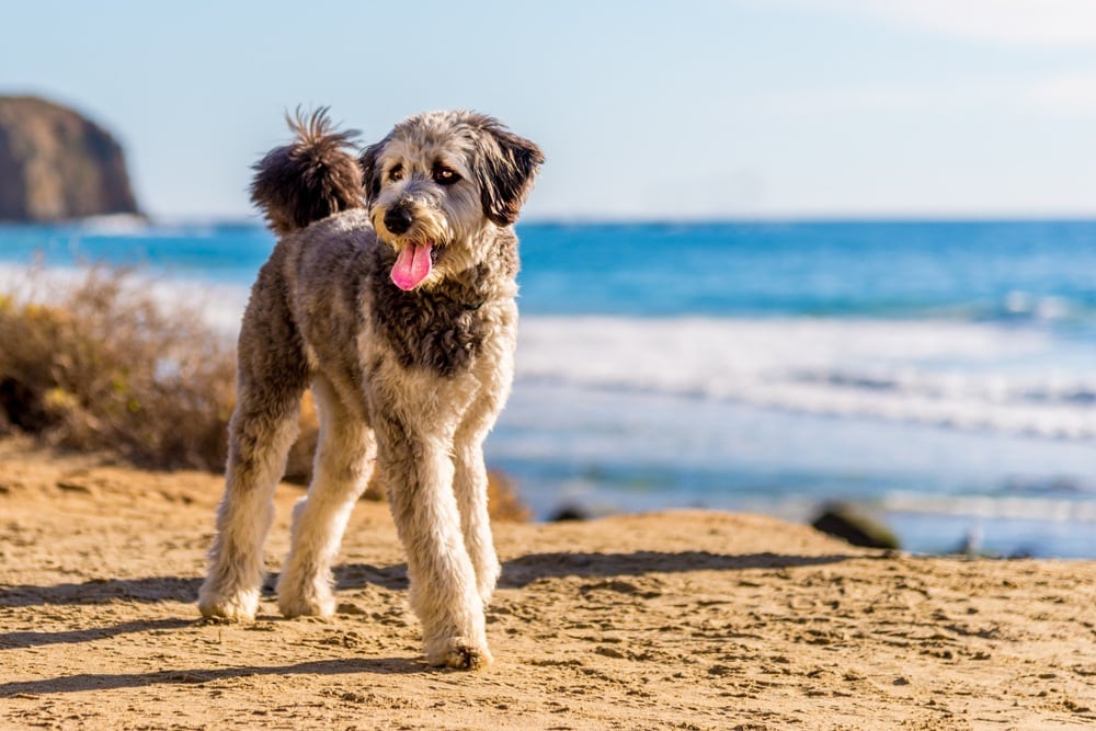 are aussiedoodle hypoallergenic