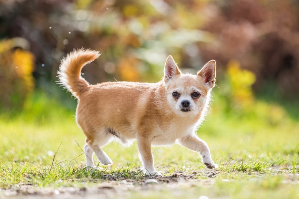 Parasit lave et eksperiment Falde sammen Chorkie (Yorkshire Terrier & Chihuahua Mix): Info, Pictures, Facts | Hepper
