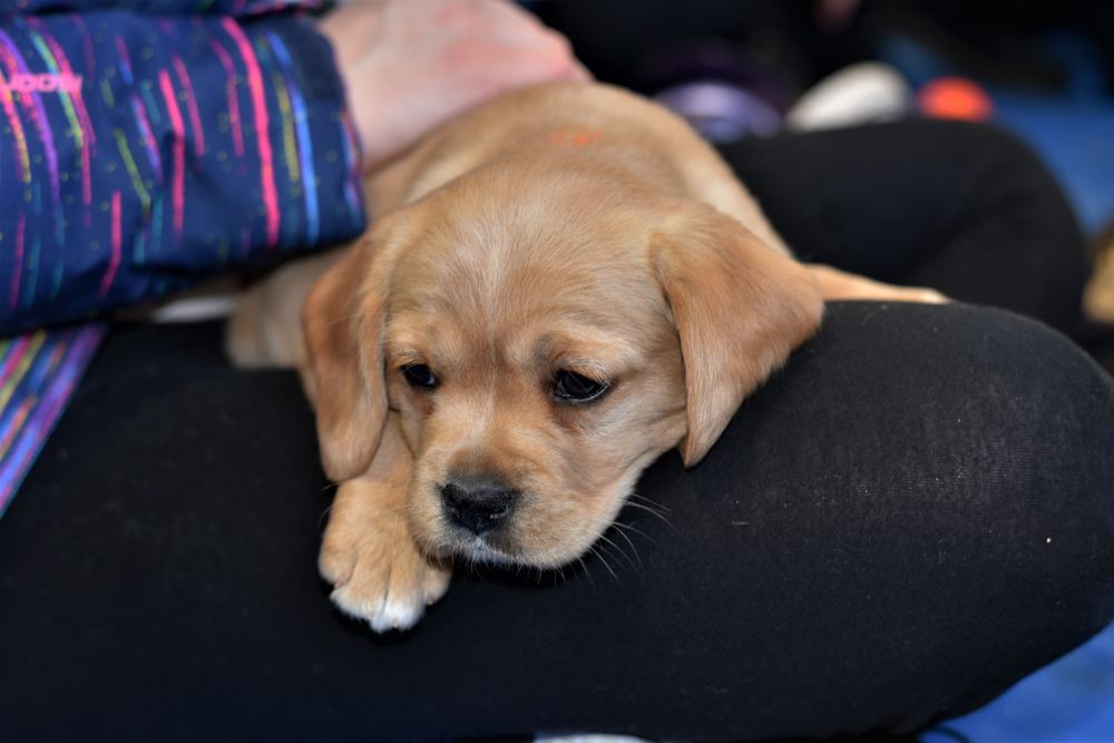 Cavador puppy