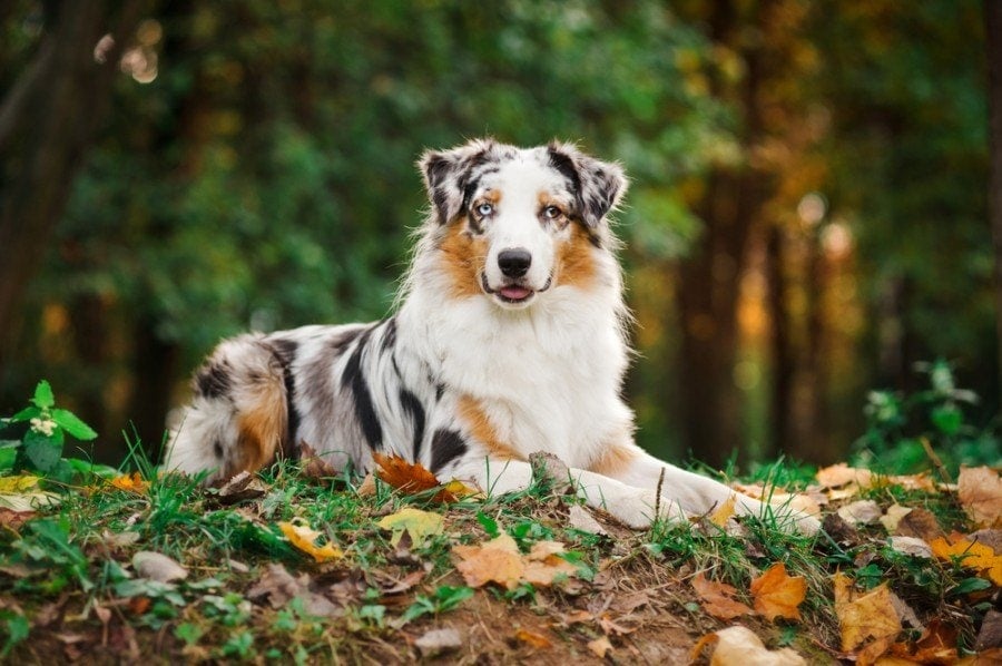 curious if australian shepherd dogs are hypoallergenic