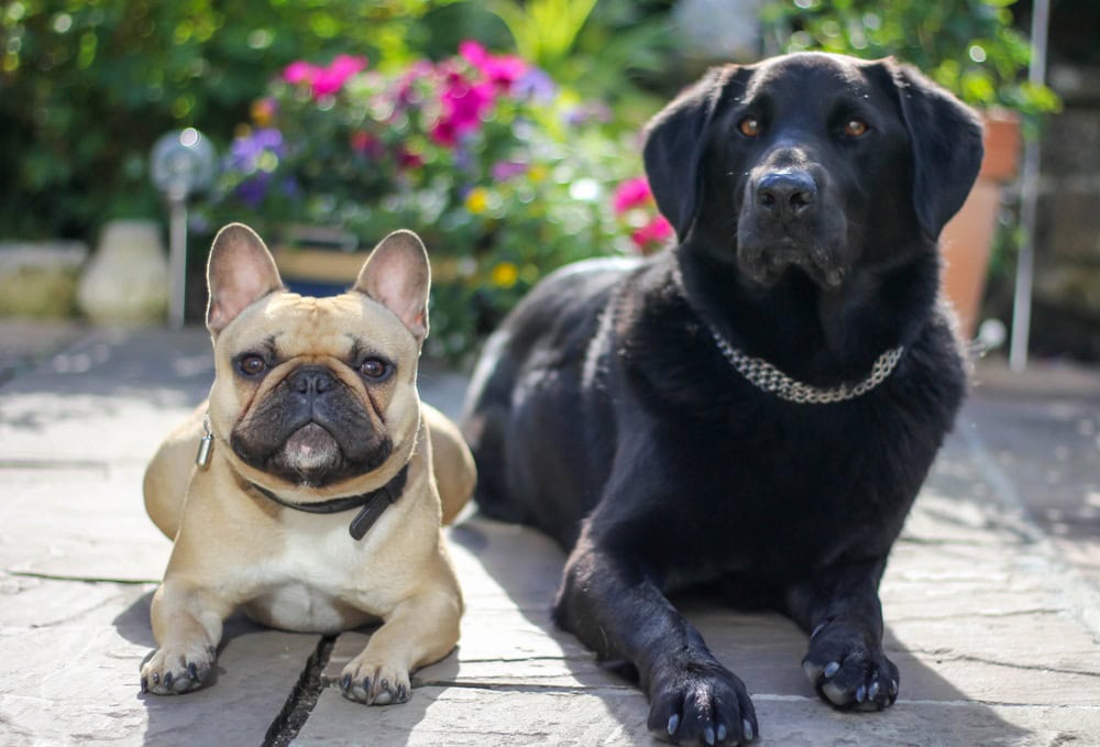 frenchie labrador