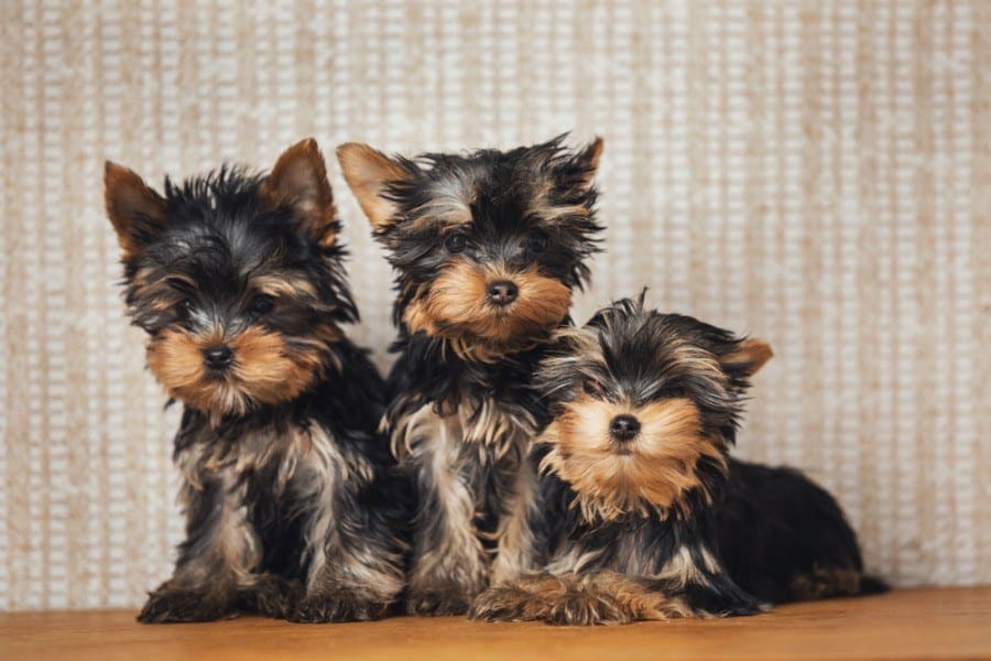 black and gold yorkie