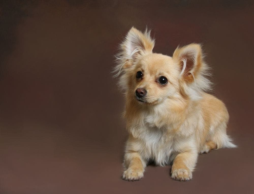 blonde pomchi