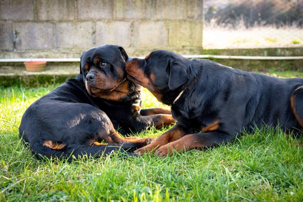 two rottweilers being affectionate