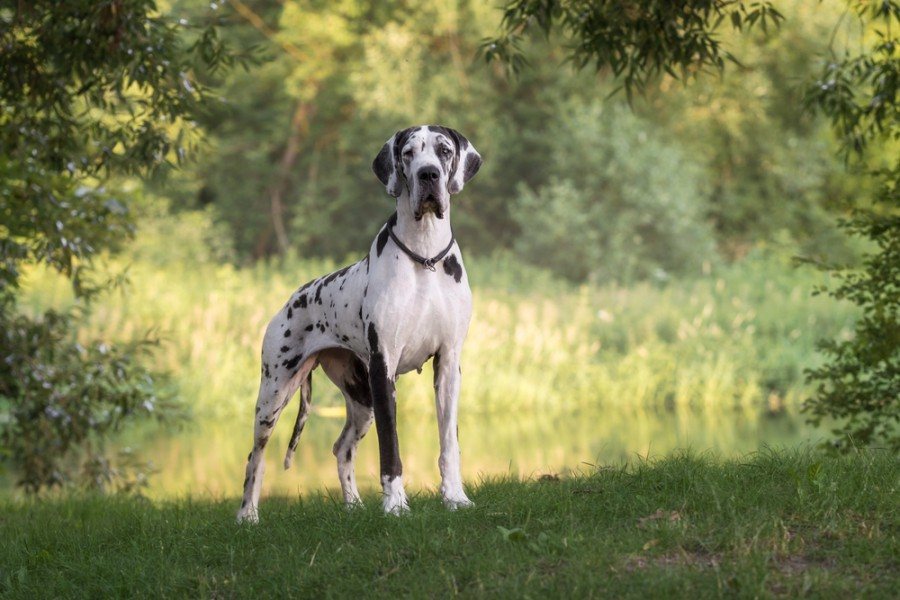 great dane