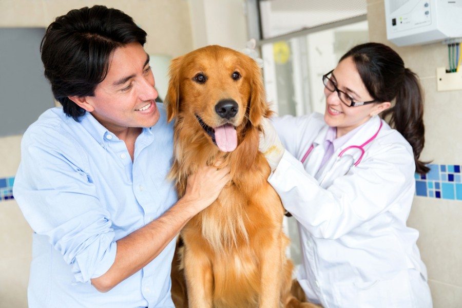 dog at vet