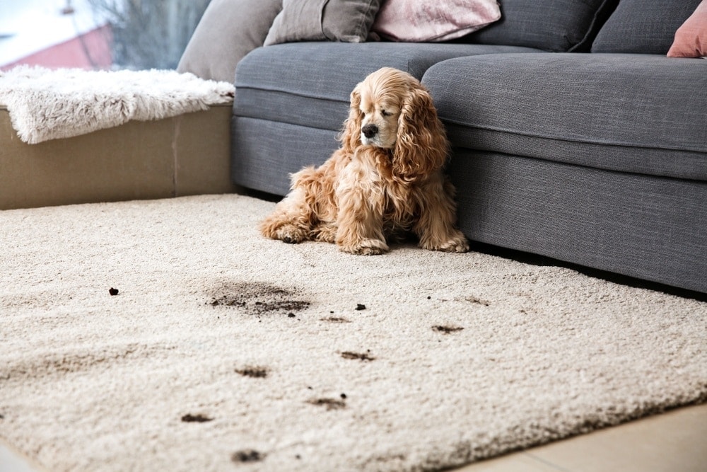 how do you punish a dog for chewing carpet