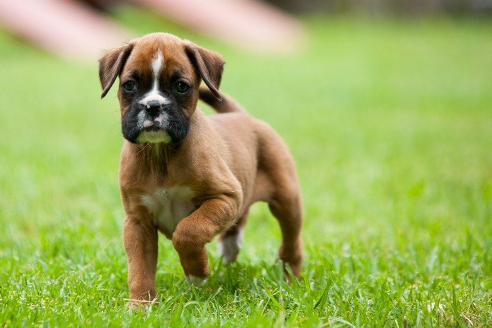 boxer puppy