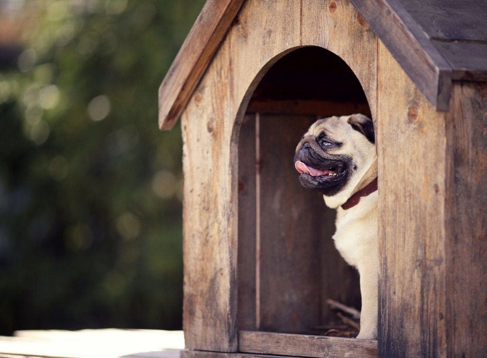 How to Insulate Your Dog House: Materials & Step-by-Step Guide