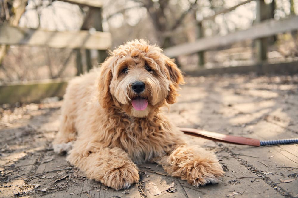 entreprenør serie Forstyrret Labradoodle (Labrador Retriever & Poodle Mix): Info, Pictures, Facts,  Traits | Hepper